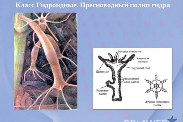 Кракен сайт ссылка тор браузере